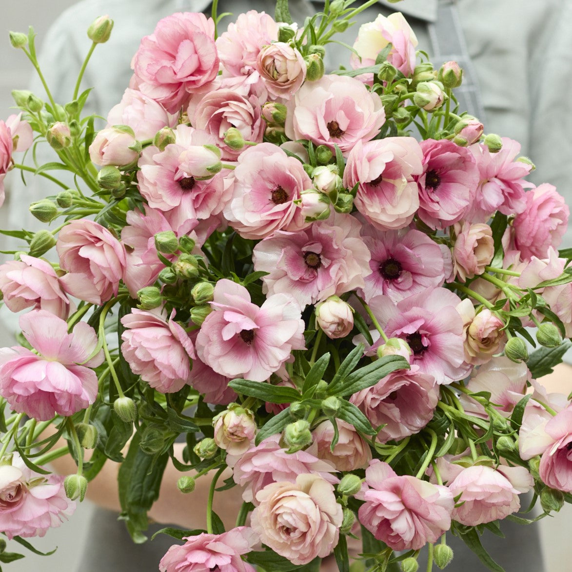 Close-up of vibrant pink ranunculus hera with delicate petals on a green backdrop