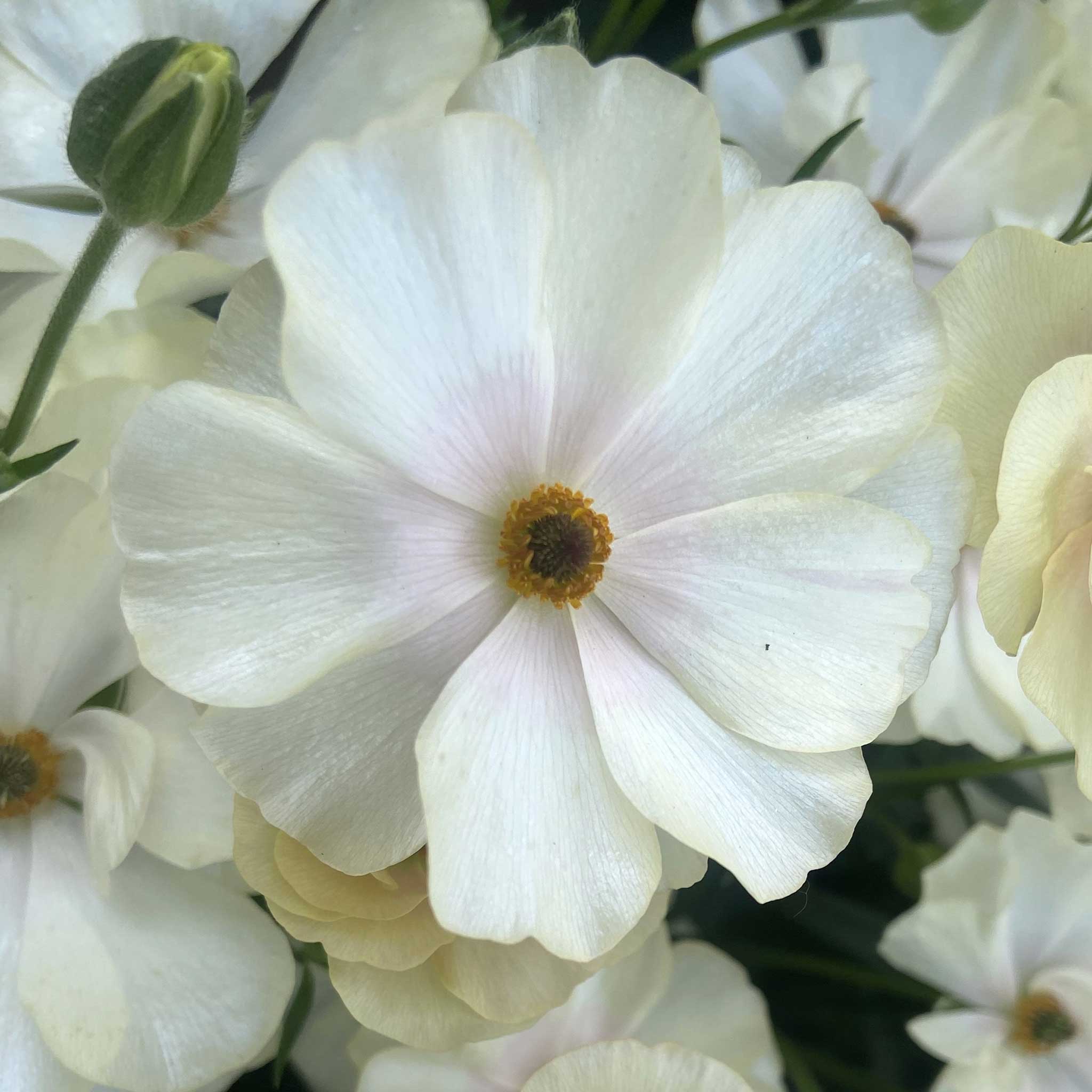 Close-up of a white butterfly keramos ranunculus flower with a blurred background