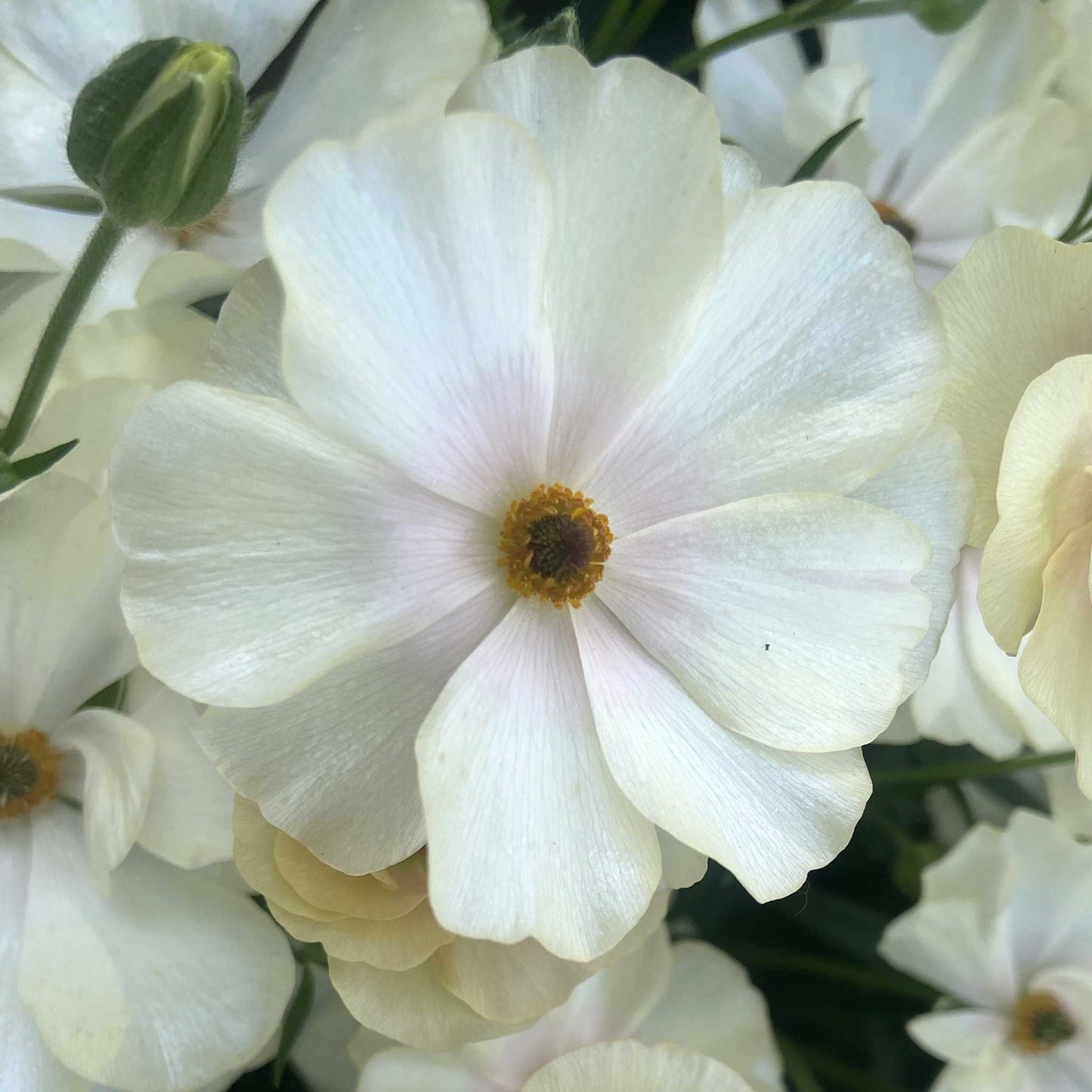 Close-up of a white butterfly keramos ranunculus flower with a blurred background