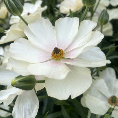 Close-up of a white butterfly keramos ranunculus flower with a blurred background