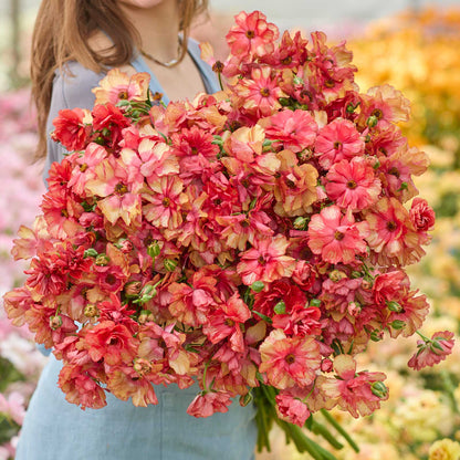 Bouquet of pink and red musa ranunculus flowers held by a person in a garden setting