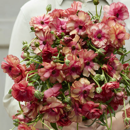 Close-up of bright pink ranunculus musa with petals on a blurred green backdrop