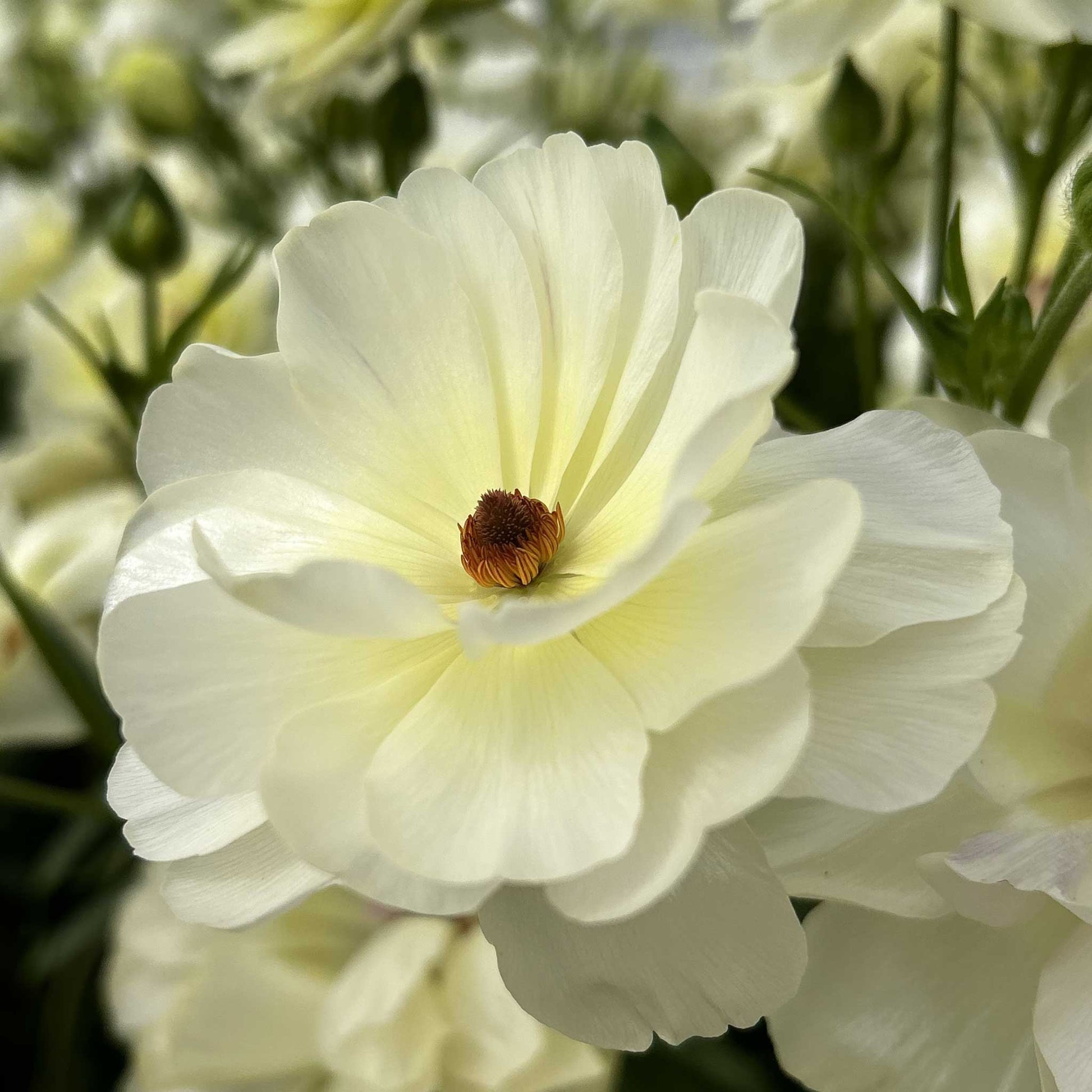 Close-up of a light yellow butterfly ninos ranunculus flower with a blurred background