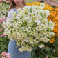 Person holding a bouquet of white butterfly ninos ranunculus flowers with a garden background