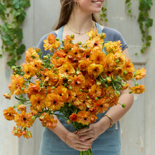 Vibrant yellow and orange ranunculus phosphorus held by a person on a soft backdrop