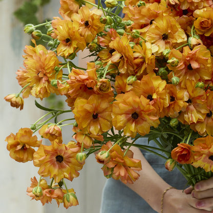 Bright orange ranunculus phosphorus blooms with dark centers on a natural backdrop