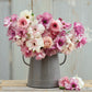 butterfly ranunculus pink pastel mix