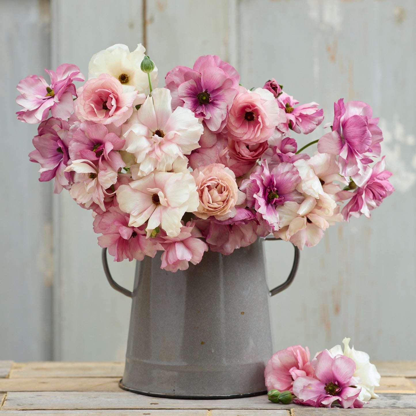 butterfly ranunculus pink pastel mix