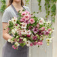 butterfly ranunculus pink pastel mix