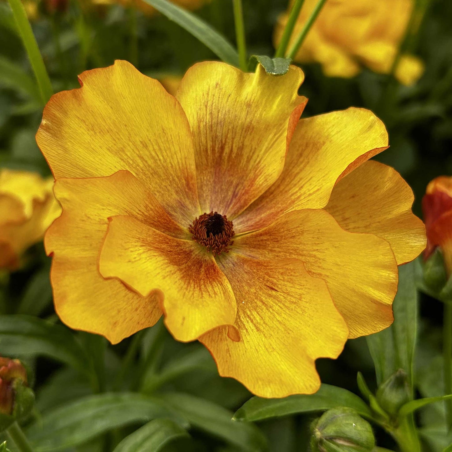 Close-up of a orange butterfly satyros ranunculus flower with a blurred background