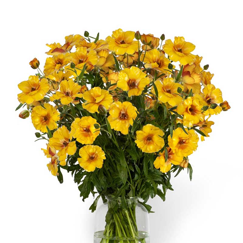 A bouquet of orange butterfly satyros ranunculus flower with a white background