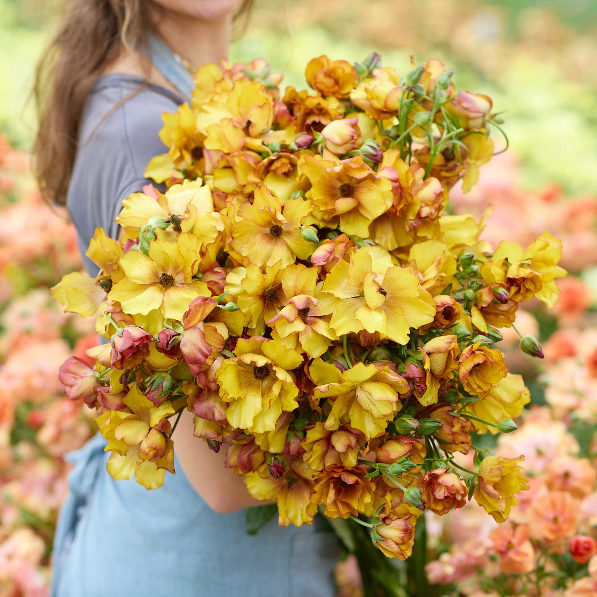  Person holding a bouquet of orange and pink butterfly satyros ranunculus flowers with a garden background