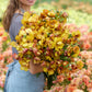  Person holding a bouquet of orange and pink butterfly satyros ranunculus flowers with a garden background