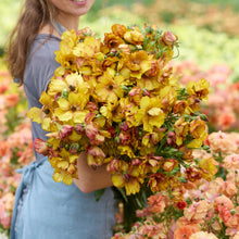  Person holding a bouquet of orange and pink butterfly satyros ranunculus flowers with a garden background