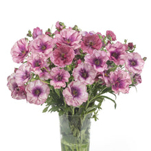 A bouquet of purple butterfly thiva ranunculus flower with a white background