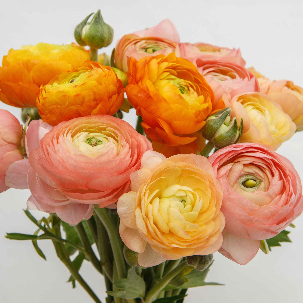 Golden Ranunculus Ranunculus Bulbs - Golden Mix | Flower Bulbs | Eden Brothers