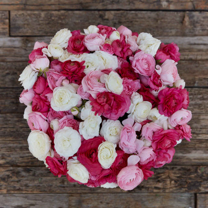 Close-up of pink and white ranunculus homecoming bloom on a neutral backdrop