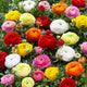 Ranunculus Bulbs - Mix