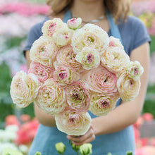 Person holding a bouquet of light pink and white orleans ranunculus with a blurred garden background