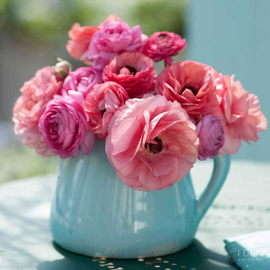 ranunculus pink chiffon