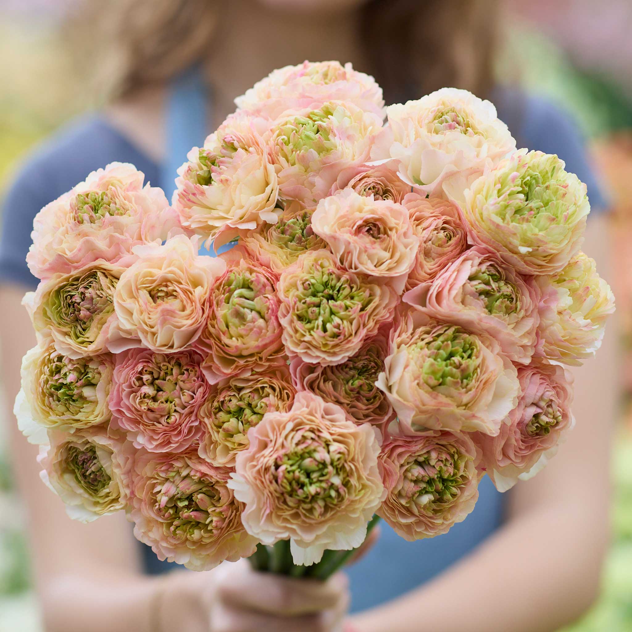 Fall Ranunulus Ranunculus Bulbs - Romance™ Plage® | Fall Flower Bulbs | Eden Brothers