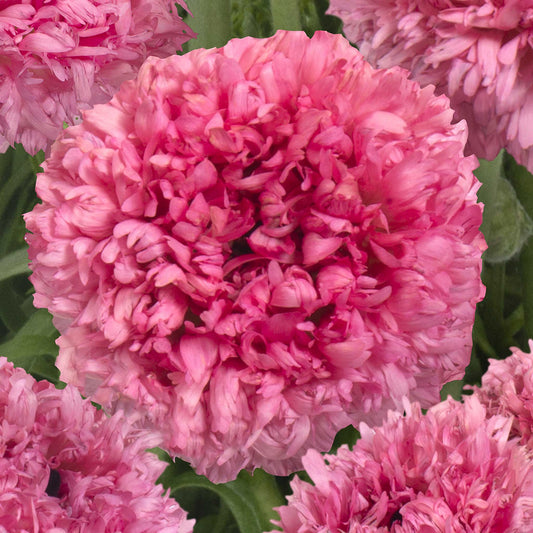 Close-up of a pink poodle ramlia ranunculus flower with a natural background