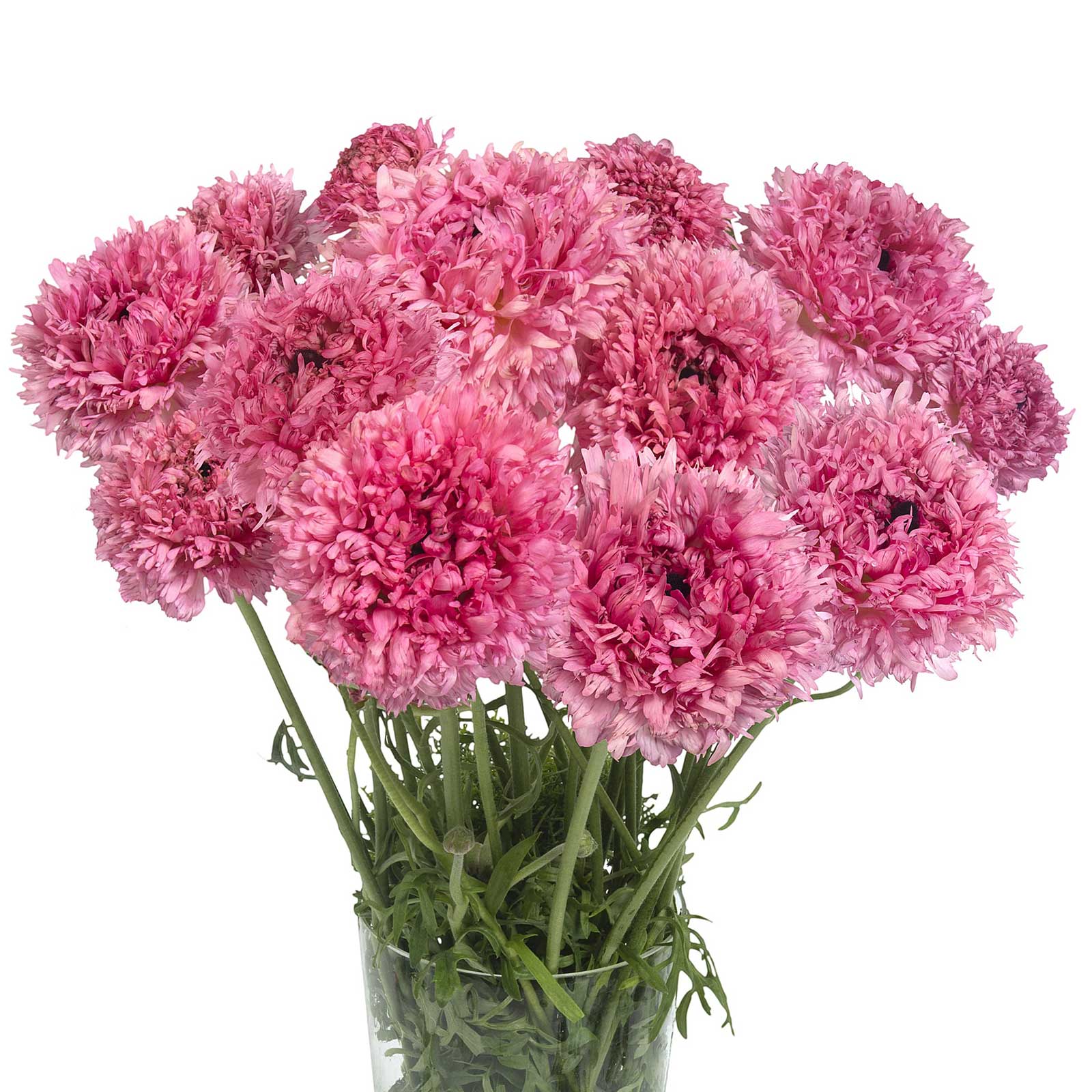 A bouquet of pink poodle ramlia ranunculus flower with a white background