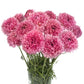 A bouquet of pink poodle ramlia ranunculus flower with a white background