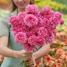 Person holding a bouquet of pink poodle ramlia ranunculus flowers with a garden background