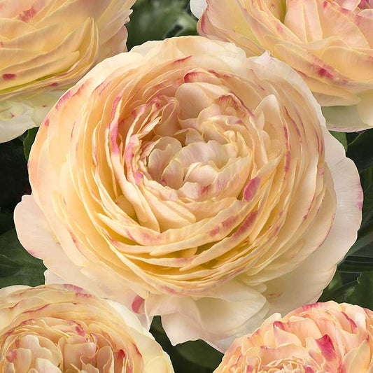 Close-up of a light yellow and pink romance hydra ranunculus flower with a natural background