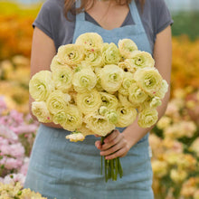 Person holding a bouquet of yellow romance hydra ranunculus flowers with a garden background