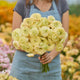Ranunculus Bulbs - Romance Hydra®