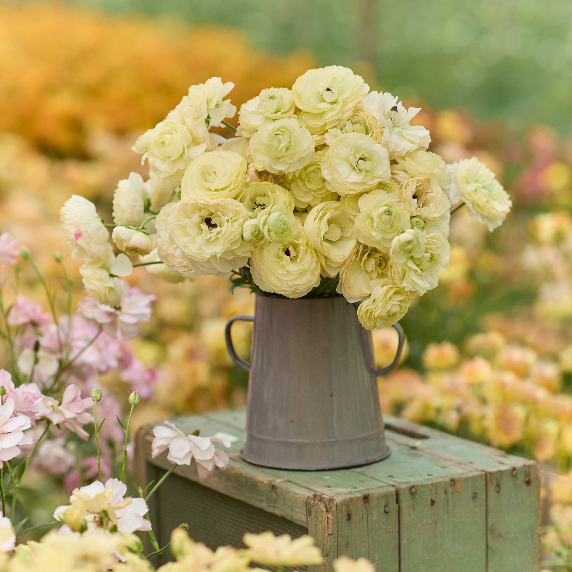 A bouquet of yellow romance hydra ranunculus flowers with a garden background
