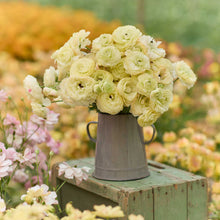 A bouquet of yellow romance hydra ranunculus flowers with a garden background