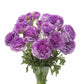 A bouquet of purple romance loubeyres ranunculus flower with a white background