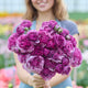 Ranunculus Bulbs - Romance Loubeyres®