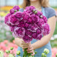 Person holding a bouquet of purple romance loubeyres ranunculus flowers with a garden background