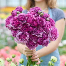 Person holding a bouquet of purple romance loubeyres ranunculus flowers with a garden background