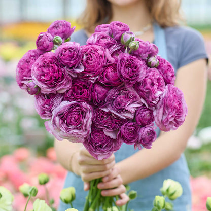 Person holding a bouquet of purple romance loubeyres ranunculus flowers with a garden background