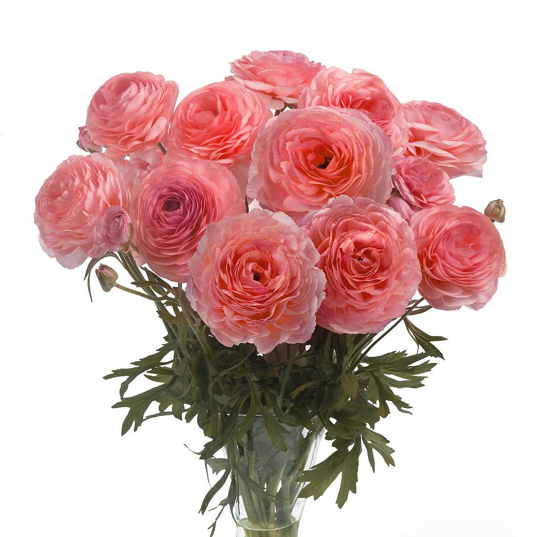 Variety Ranunculus Ranunculus Bulbs - Romance™ Nohant® | Fall Flower Bulbs | Eden Brothers