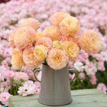 Bouquet of peach-colored nohant ranunculus flowers in a metal vase with a blurred floral background