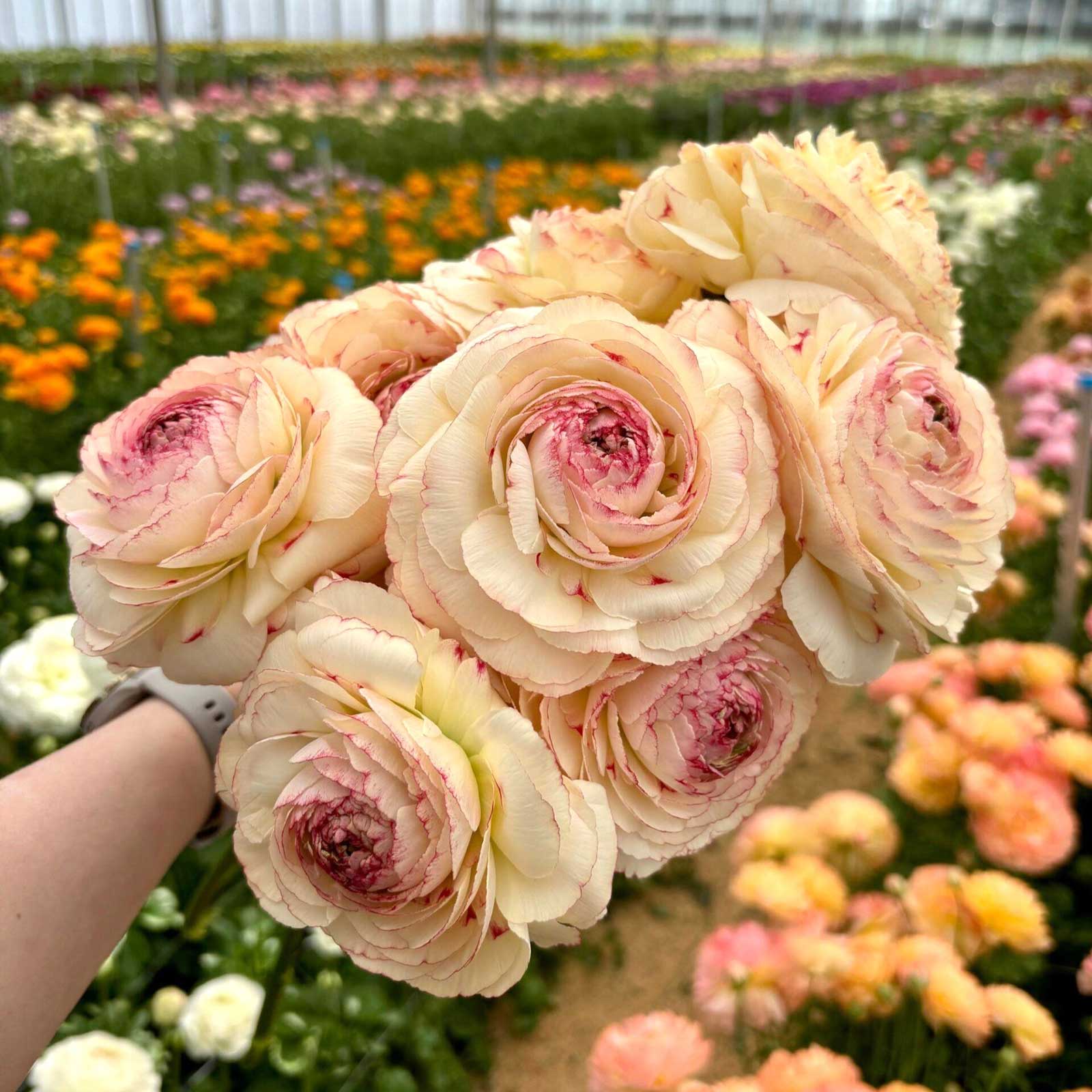 Close-up of a light yellow with pink tips romance orleans ranunculus flower with a natural background