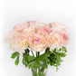 A bouquet of light yellow with pink tips romance orleans ranunculus flower with a white background