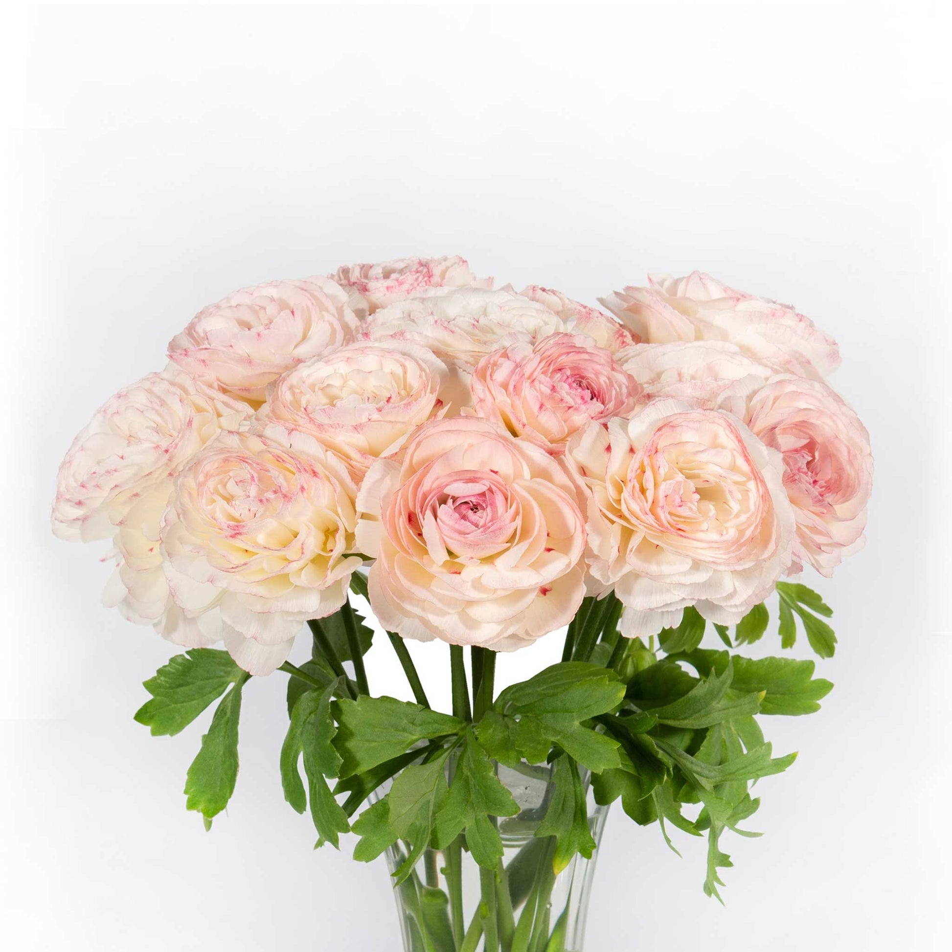 A bouquet of light yellow with pink tips romance orleans ranunculus flower with a white background