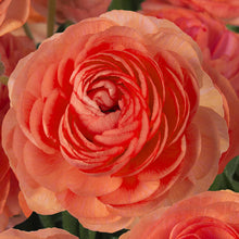 Close-up of a red romance paradou ranunculus flower with a natural background