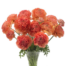 A bouquet of red romance paradou ranunculus flower with a white background
