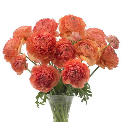 A bouquet of red romance paradou ranunculus flower with a white background