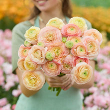 Person holding a bouquet of yellowish pink romance salerno ranunculus flowers with a garden background