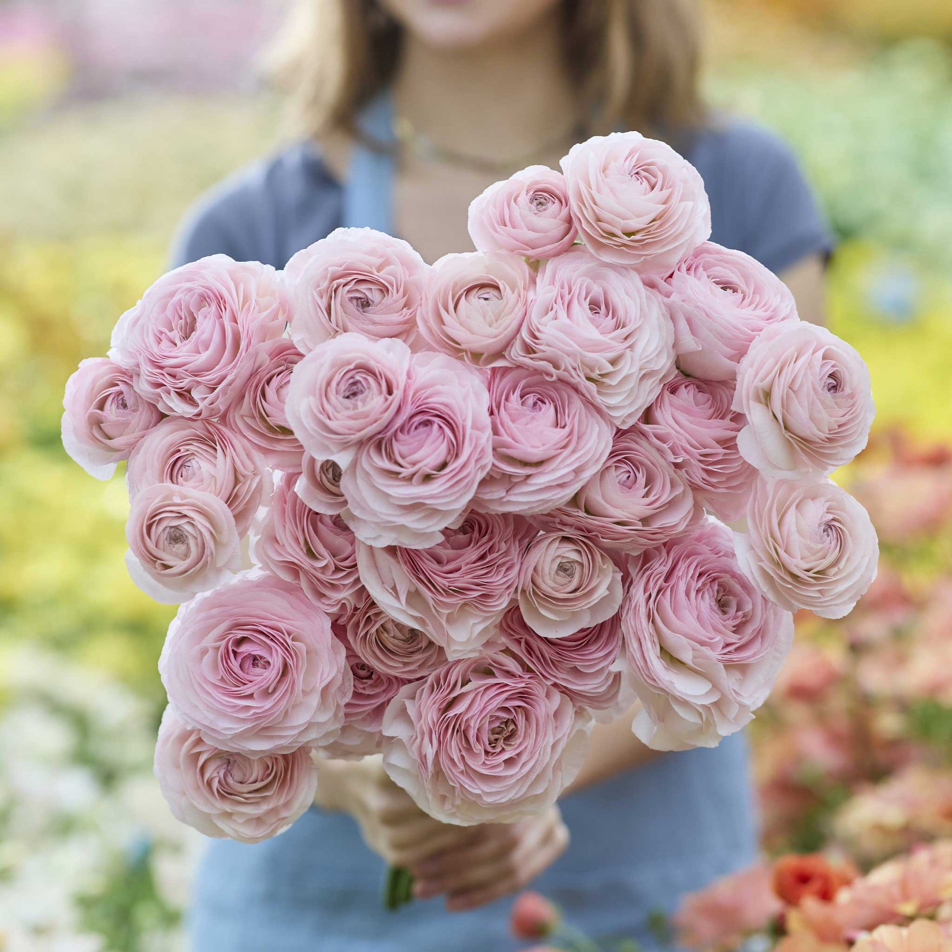 Bouquet of pink seine ranunculus held by a person in a garden setting