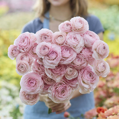 Bouquet of pink seine ranunculus held by a person in a garden setting